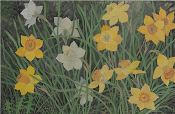 Daffodils - Image 1 of 3