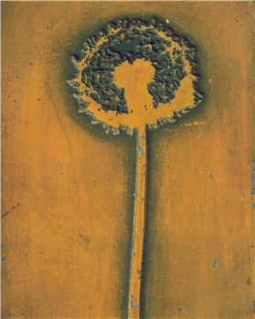 Dandelion - Image 1 of 2