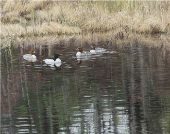 Common Mergansers in Spring - Image 1 of 4
