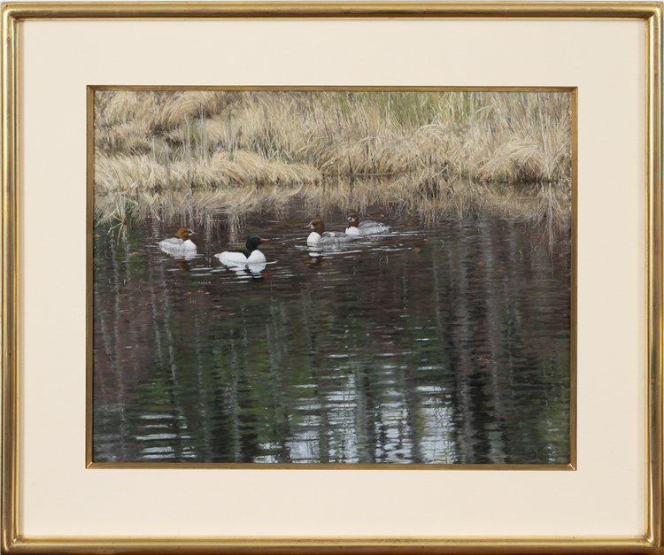 Common Mergansers in Spring - Image 2 of 4