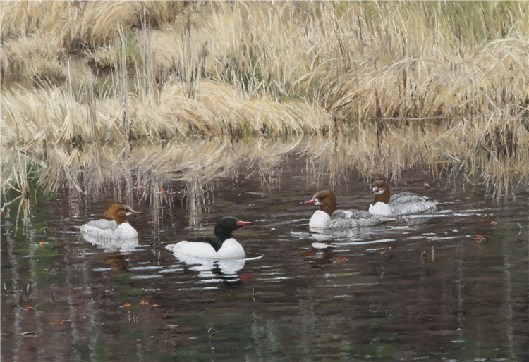 Common Mergansers in Spring - Image 3 of 4
