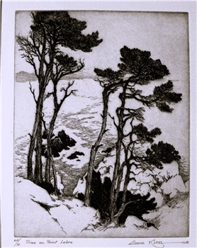 Pines on Point Lobos