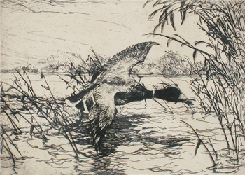 Mallard Drake - Image 1 of 2