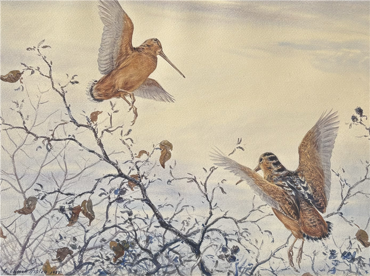 Woodcock in Flight - Image 2 of 2