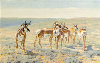 Pronghorn Antelope