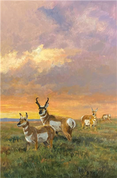 Pronghorn on the Plains