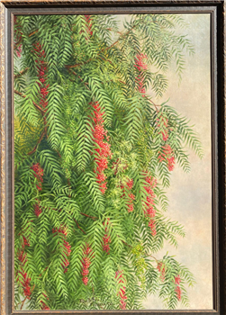 Pepper Tree