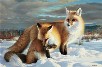 Two Foxes in the Snow