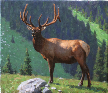Summer Elk