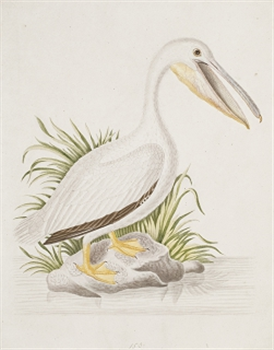 Georgia Pelican
