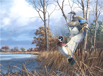 Flash of Color - Wood Ducks