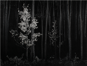 'Aspens, Northern New Mexico' (Horizontal)