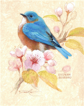 Eastern Bluebird