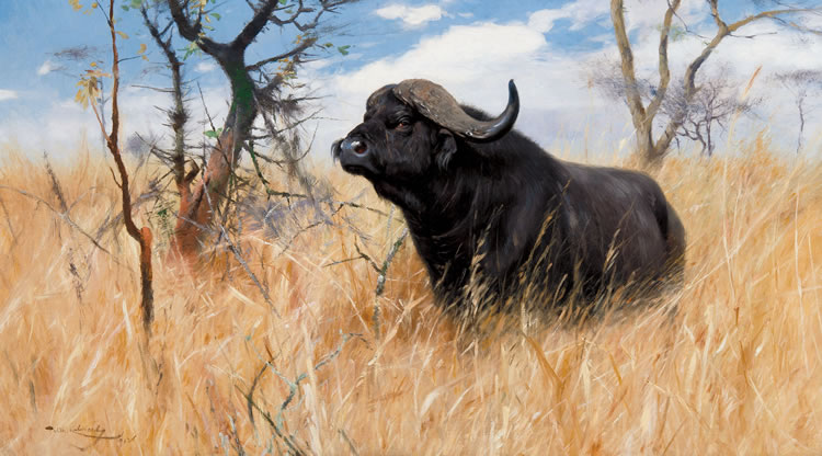 Cape Buffalo