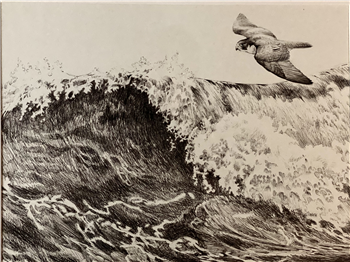 Wind Surfer-Peregrine falcon