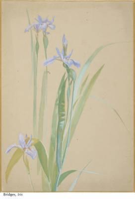 Fidelia Bridges - artist photo