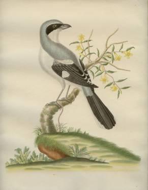 Sample artwork by John White Abbot (1751 - 1840), known for flora and fauna bird drawing, painting, speciment mounting - View similar artists and auction records