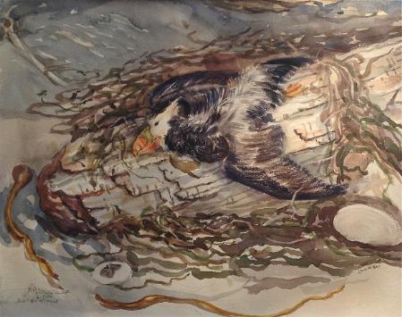 'Dead Puffin and Seaweed' (Cohasset Beach, WA)