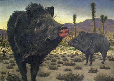 Javelinas