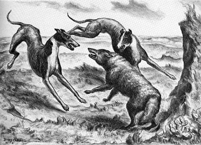 Hounds Catching Coyote