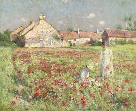 Poppy Fields