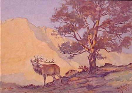 Roosevelt Elk Bugeling, SW Washington Coast Dunes