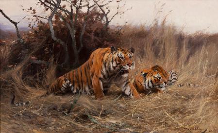 Roused, A Tiger and Tigress       