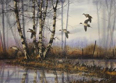 PINTAILS