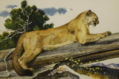 THE COUGAR