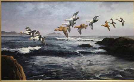 KING EIDERS