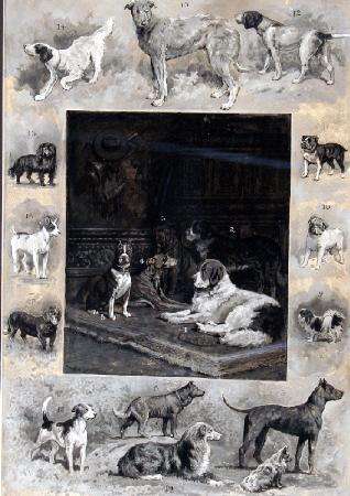 Mixed Media Of Dogs