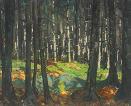 Sunlight in the Woods