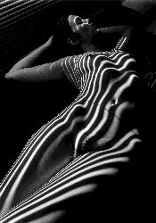 Nude Zebra, New York 