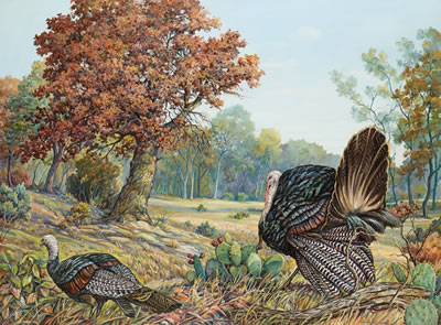 Wild Turkey in Landscape