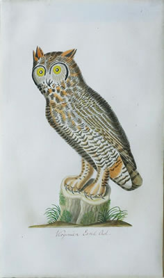 Virginian Eared Owl