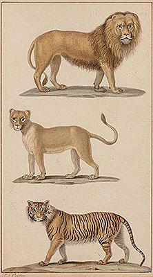 Félins et chiens (4)