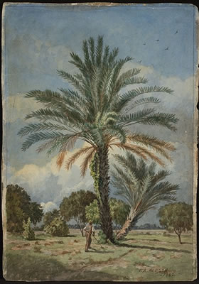 "Date Palms, Florida" 1882 by John Bradley Hudson Jr - Auction record, sale price, and art valuation. Compare with similar artists and explore comparable artworks.
