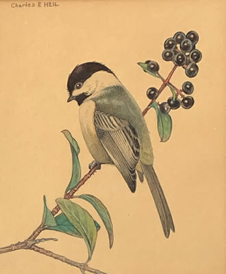 Chickadee