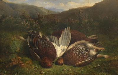 Shot Grouse on the Moors
