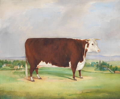 Portrait of a prize cow in a landscape