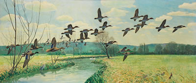 Mallard and Teal in Flight