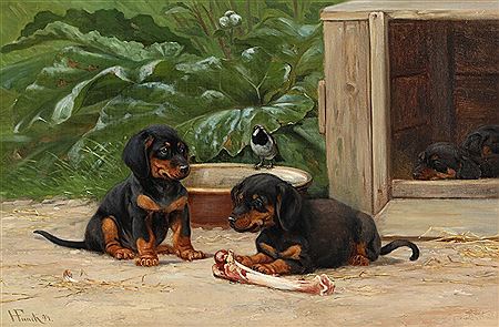 Dachshund puppies.