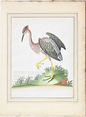 Indian Hen (Green Heron), No. 81