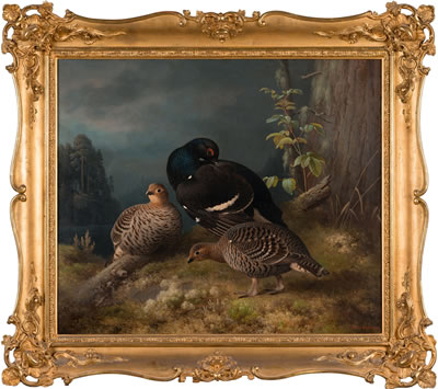 Black grouses at a pinetree