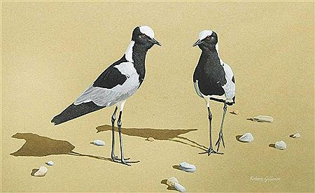 Blacksmith Plovers, Uganda