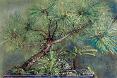 A Pine Bonsai