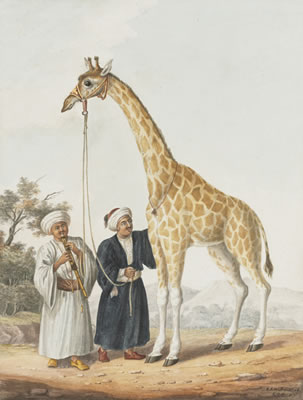Camelopard - a present from the Pacha of Egypt to the King - at Malta on its way to England by Charles Frederick Brocktorff - Auction record, sale price, and art valuation. Compare with similar artists and explore comparable artworks.