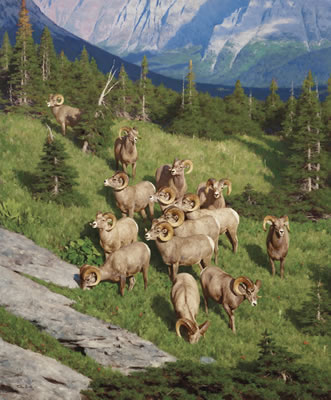Rams Being Rams