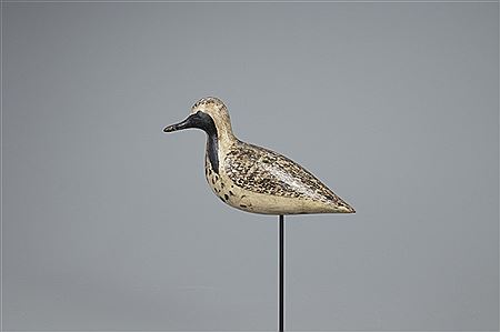 Black-Bellied Plover in Emerging Plumage