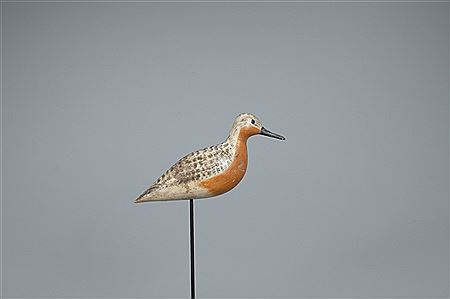 Robin Snipe